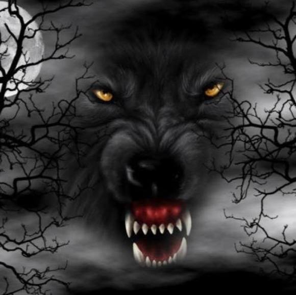 Meet your Posher, Tommy - Picture 1 of 1